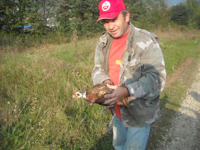 LD Guča